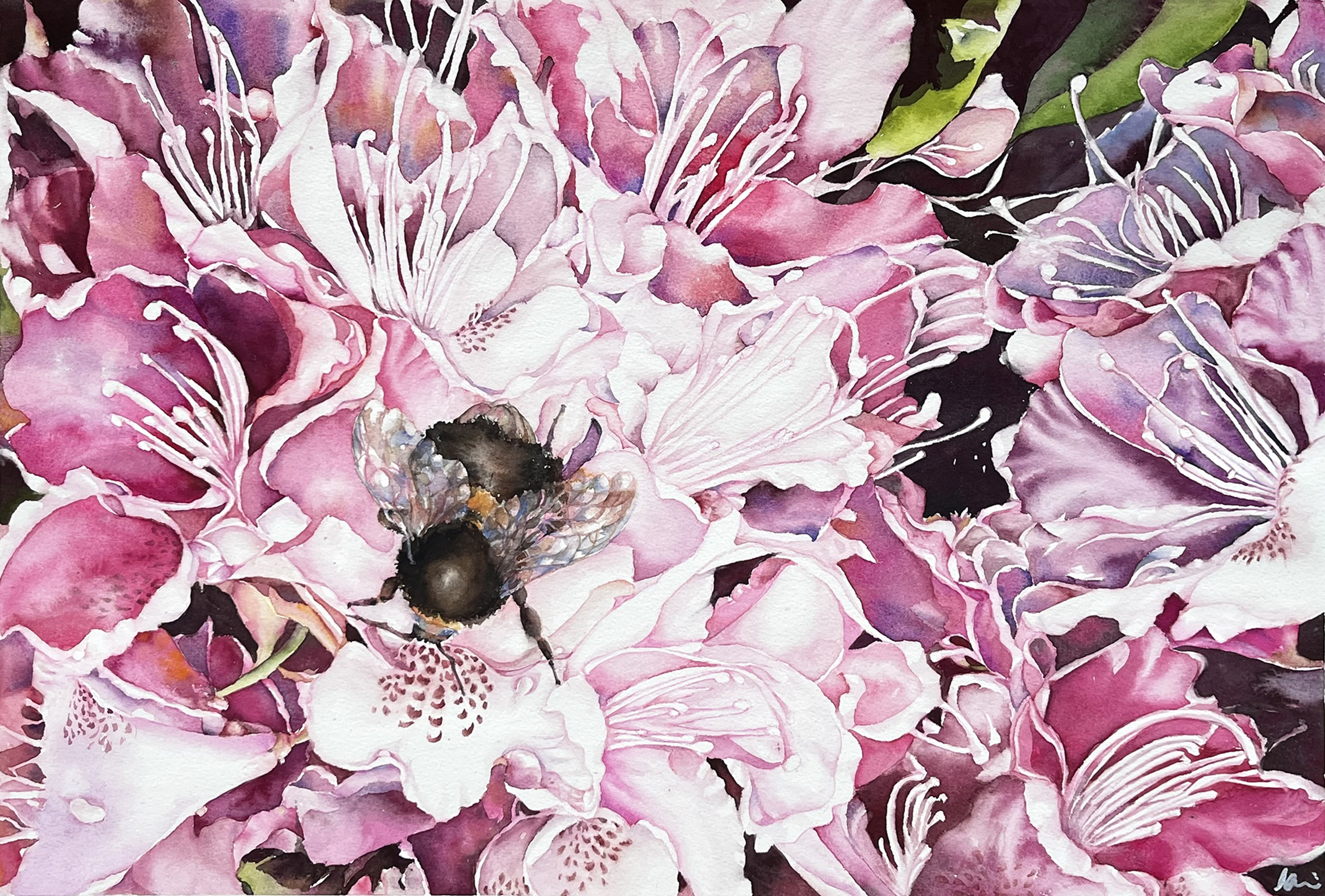 Pink azaleas