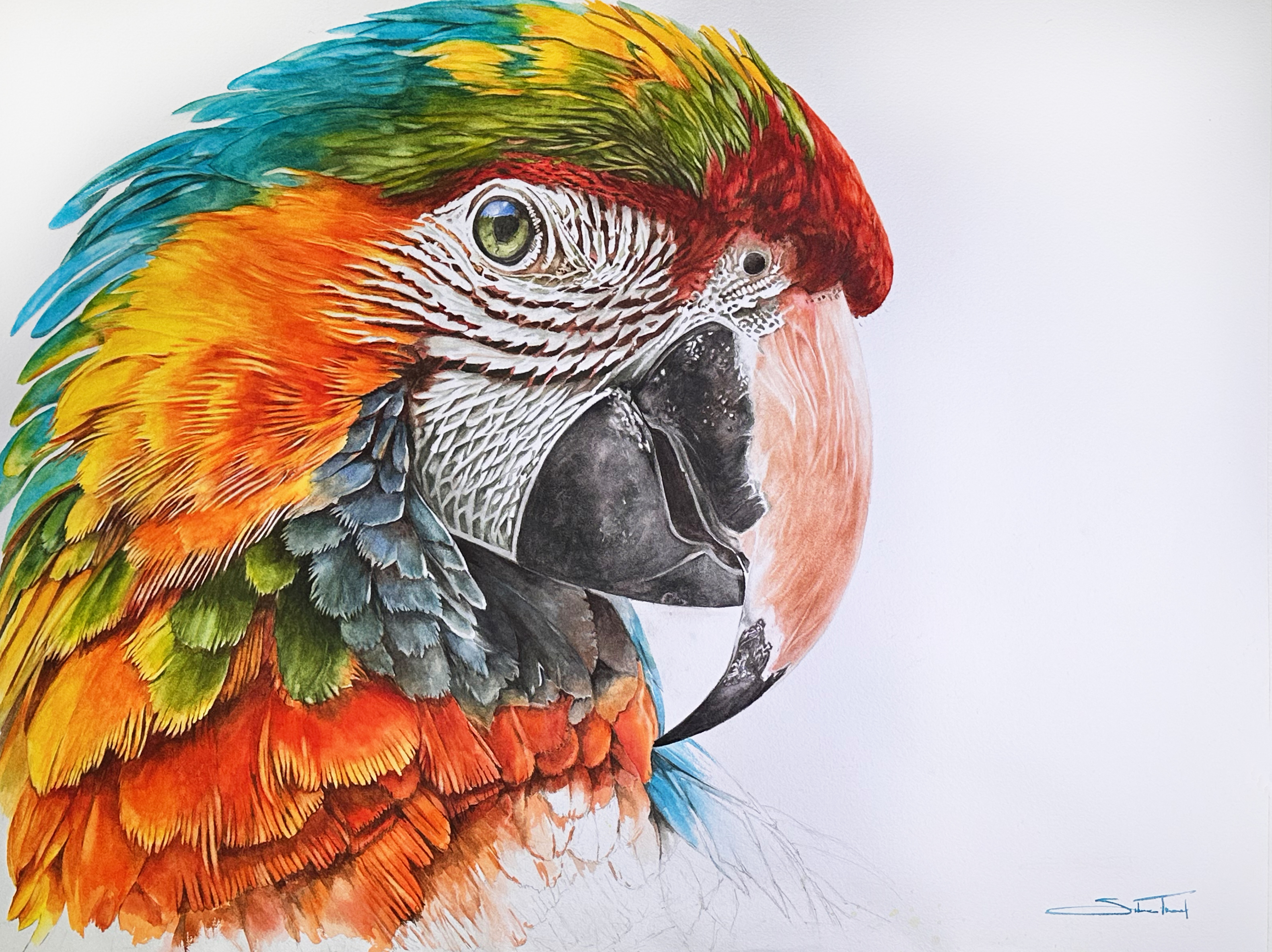 Cores do Amazonas